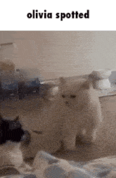 two cats are standing next to each other in a room with the words `` olivia spotted '' above them .