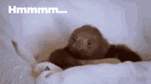 a baby sloth is laying on a white blanket on a bed .