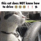 Cat Drive GIF - Cat Drive This Cat Does Not Know How To Drive GIFs