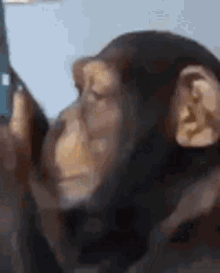 Monkey Instagram GIF - Monkey Instagram Phone GIFs