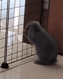 a small rabbit is standing in front of a fence