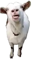 a close up of a goat with its tongue out