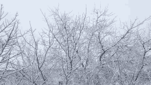 Winter Snow GIF - Winter Snow Windy GIFs