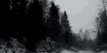 a black and white photo of a snowy forest with trees in the foreground and a river in the background .