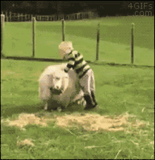 Ridingsheep Funny GIF - Ridingsheep Funny Animals GIFs