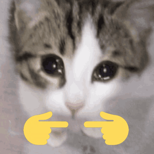 Manobird Sad Cat Dance GIF - Manobird Sad Cat Dance Sad Cat Dance