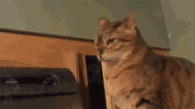 Slap GIF - Sneak Cat Prank GIFs