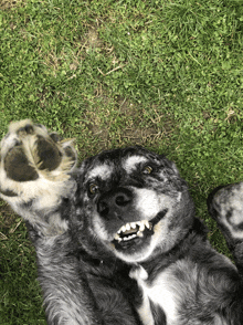 Dog Happy Dog GIF