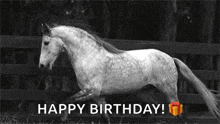 a black and white photo of a horse running in a field with the words `` happy birthday '' written on it .
