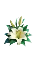 a close up of a purple flower with the letters a.c.c. on it