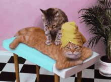 Cat Smile GIF - Cat Smile Massage GIFs