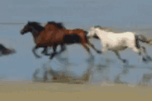 Runaway Horse GIF