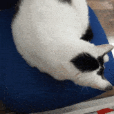 a black and white cat is laying on a blue mat