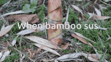 Bamboo Is Sus GIF - Bamboo Is Sus GIFs