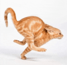 a cat is jumping in the air and looking at the camera