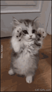 Rawr Kitten GIF - Rawr Kitten Cute GIFs