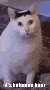 Balooma Cat GIF - Balooma Cat Huh GIFs