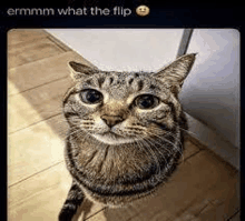 What The Flip Silly Cats GIF - What The Flip Silly Cats Goofy Ahh Pictures GIFs