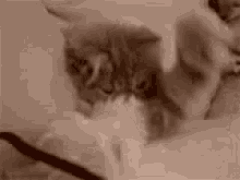 Omg Cat GIF - Omg Cat Shy GIFs