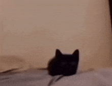 Bomb Cat Bom Cat GIF - Bomb Cat Cat Bom GIFs