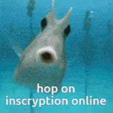 Hop On Inscryption GIF - Hop On Hop Inscryption GIFs