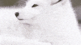 a white furry animal laying in the snow with its eyes closed