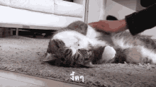 ลูบ แมว GIF - Cat Rub Tummy Rub GIFs