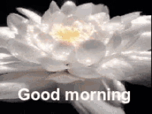 Flower Blooming GIF - Flower Blooming Sparkle GIFs