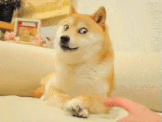ねえねえ 何 ブチ切れ 悪目 秋田犬 可愛い犬 わんちゃん Gif Akita Dog Cute Dog Discover Share Gifs