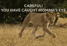 Wild Animals Lions GIF - Wild Animals Lions Sneaking GIFs