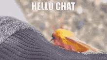 Hello Chat Moth GIF - Hello Chat Moth Cute GIFs