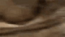 Cat Angry GIF - Cat Angry Devious GIFs