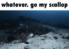 a picture of the ocean with the words " whatever go my scallop " below it