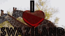 Iheartswaziland Coyotemedia GIF