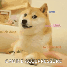 Doge Canine GIF - Doge Canine Acupressure GIFs