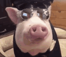 Pig Pig Police GIF - Pig Pig Police Police GIFs