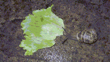 a snail is crawling on a leaf that is laying on the ground