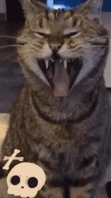 Cat Vampire GIF - Cat Vampire GIFs