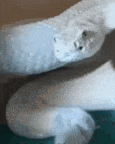a close up of a white snake laying on a blue surface