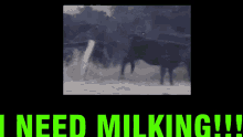 Cow Cows GIF - Cow Cows Need Milking GIFs