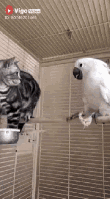 parrot cat cockitail fight