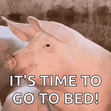 Pig What GIF - Pig What GIFs