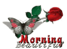 Morning Butterfly GIF