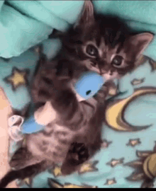 Kitten Toyfish GIF