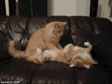 Cats Tummy GIF - Cats Tummy Massage GIFs