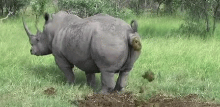 Poop Rhinoceros GIF - Poop Rhinoceros Call Of Nature GIFs