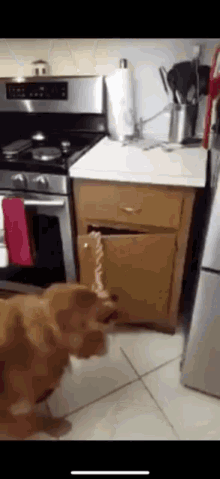 a dog standing in a kitchen next to a stove and refrigerator