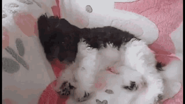 Cute Cute Puppy GIF - Cute Cute Puppy - Discover & Share GIFs