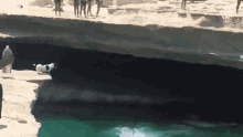 a dog is jumping into a pool of water while people watch