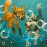 a fox and a husky dog are swimming in the ocean